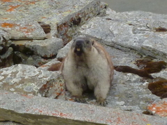 Alaska Marmot photo 4