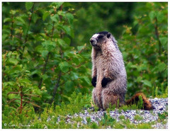 Alaska Marmot photo 5