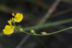 Utricularia cornuta image