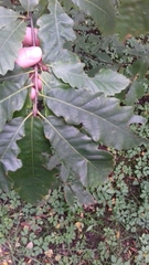Quercus castaneifolia