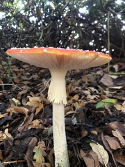 Amanita muscaria