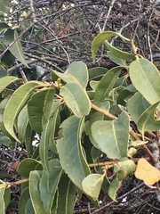 Tripodanthus acutifolius