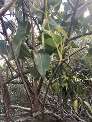 Tripodanthus acutifolius