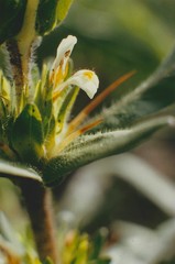 Hygrophila auriculata