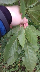 Quercus castaneifolia