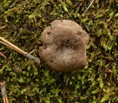 Rhodocybe caelata
