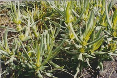 Hygrophila auriculata