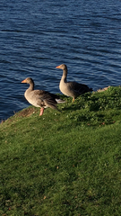 Anser anser anser