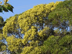 Acacia celsa