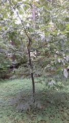 Quercus castaneifolia