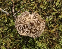 Rhodocybe caelata