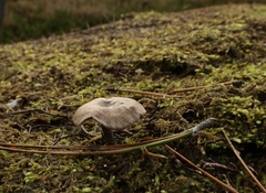 Rhodocybe caelata