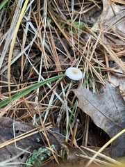 Baeospora