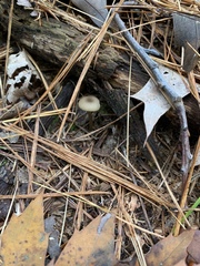 Baeospora