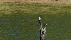 Ceryle rudis travancoreensis