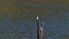 Ceryle rudis travancoreensis