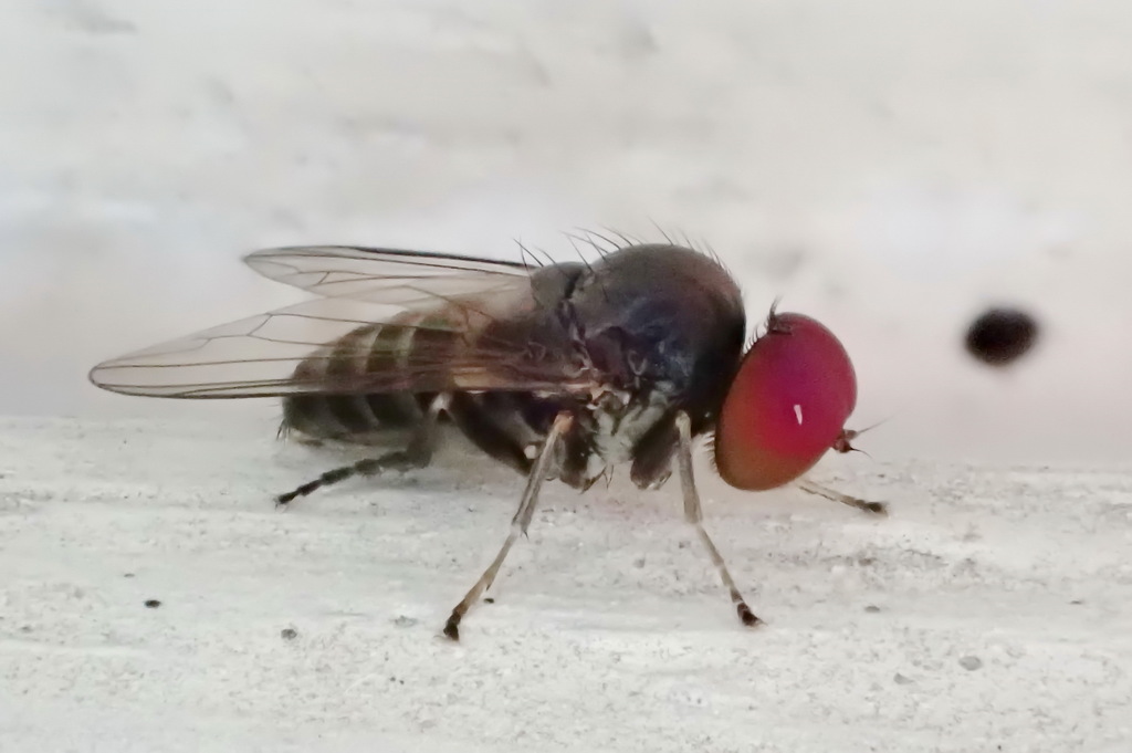 Platypeza taeniata