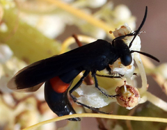 Stizoides renicinctus