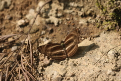 Neptis pseudovikasi