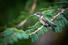 Archilochus colubris