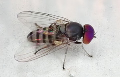 Platypeza taeniata