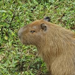 Hydrochoerus hydrochaeris