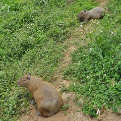 Hydrochoerus hydrochaeris