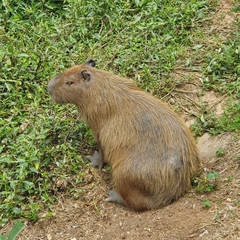 Hydrochoerus hydrochaeris