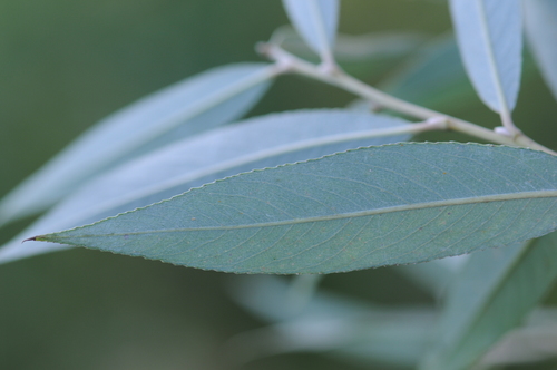 Baltasis gluosnis nuotrauka