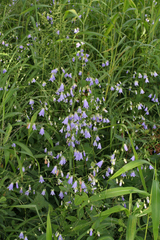 Adenophora divaricata