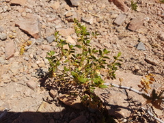 Larrea nitida