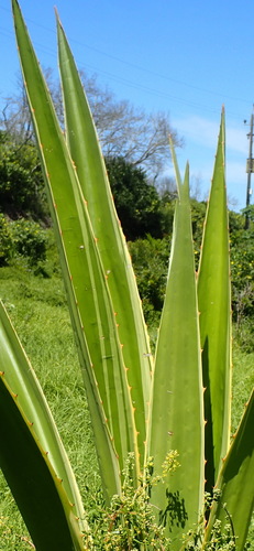 Image of Furcraea selloana by (c) Nicola van Berkel, some rights reserved (CC BY-SA)