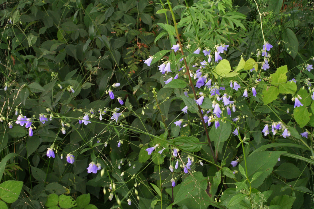 Adenophora divaricata; photograph (c) Oleg Kosterin, some rights reserved (CC BY)
