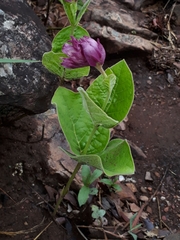 Prestonia erecta