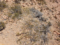 Larrea nitida