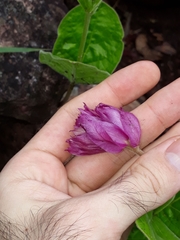 Prestonia erecta