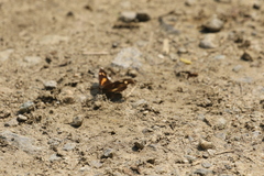 Libythea