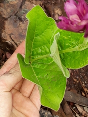 Prestonia erecta