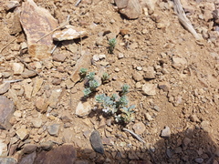 Melosperma andicola