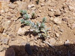 Melosperma andicola