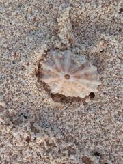 Fissurella barbadensis