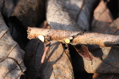 Hymenoscyphus salicellus