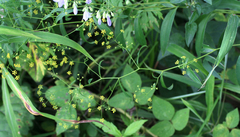 Bupleurum komarovianum
