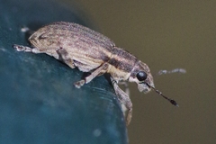 Sitona humeralis