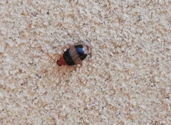 Monolepta melanogaster