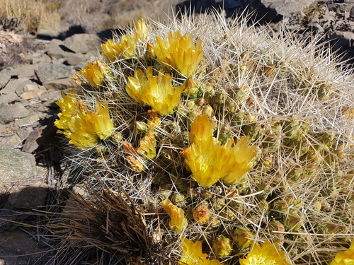 Maihueniopsis glomerata