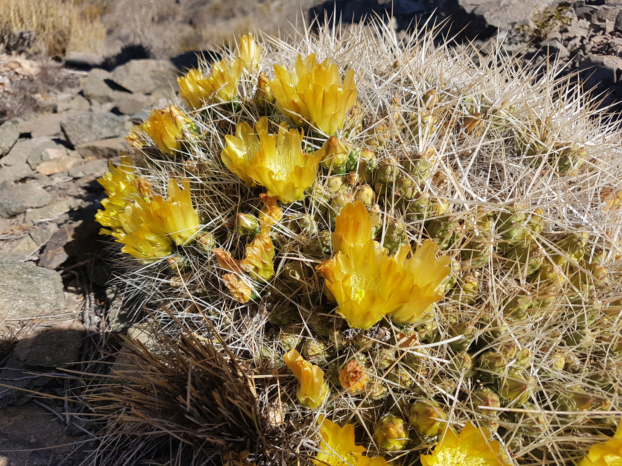 Maihueniopsis glomerata