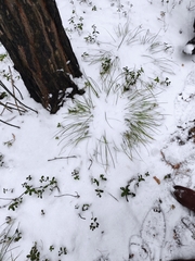 Carex pediformis macroura