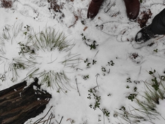 Carex pediformis macroura