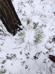 Carex pediformis macroura
